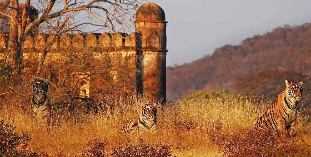 Ranthambore National Park: A Wildlife Wonderland Top Weekend Getaways Near Jaipur